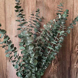 Christmas Gift 35~45CM / 7PCS Real Dried Natural Fresh Forever Eucalyptus Branches,Decorative Grass Coins,Dry Preserved Eternal Leaves For Home