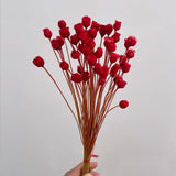 Christmas Gift 100PCS/~ 0.3CM Head,Real Dried Natural Mini Brazilian Pleasure Flower Branch,Miniature Dry Happy Flower Bouquet  For Home Decor