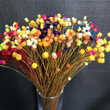 Christmas Gift 100PCS/~ 0.3CM Head,Real Dried Natural Mini Brazilian Pleasure Flower Branch,Miniature Dry Happy Flower Bouquet  For Home Decor