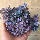 Christmas Gift 20g/lot ,Long Time Lasting Natural Fresh Preserved Flowers Dried Hydrangea Flower Head For IY Real Eternal Life Flowers Material