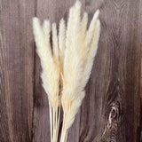 Christmas Gift Flower Ear15~30CM/Toal Length 42-50CM Real Dried Natural Pampas Grass,Reed Flower,Dry Small Bulrush Bouquet ,Home Decor,Wedding