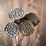 Christmas Gift 3~4CM Head/5PCS,40CM Natural Dried Lotus Seedpod with Artificial Wire Pole,Small Lotus Seed Pod Flower Bouquet For Home Decor