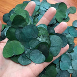 Christmas Gift 100PCS Real Dry Natural Fresh Preserved Eucalyptus leaves,Heart shape Eternal Dried Apple leaves For DIY Material Candle
