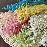 Christmas Gift 60g/About 25PCS,Decorative Natural Dried Beans of Fortune Flowers,Preserved Flower Jequirity Branch,Mini Fruit Jumble-Beads