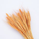 50PCs Natural Dried Wheat Ear Flower Real Flowers Bouquet Ornaments Wedding Decoration for Home Decor DIY Party Christmas Plants