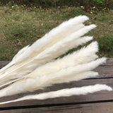 Christmas Gift Flower Ear15~30CM/Toal Length 42-50CM Real Dried Natural Pampas Grass,Reed Flower,Dry Small Bulrush Bouquet ,Home Decor,Wedding