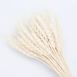 50PCs Natural Dried Wheat Ear Flower Real Flowers Bouquet Ornaments Wedding Decoration for Home Decor DIY Party Christmas Plants