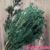 Christmas Gift 30~45CM/70g Real Dried Natural preserved Melaleuca,Decorative Eternal Grass,Forever Fresh Dry plants For Christmas Decoration