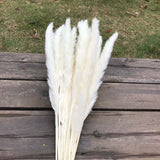 Christmas Gift Flower Ear15~30CM/Toal Length 42-50CM Real Dried Natural Pampas Grass,Reed Flower,Dry Small Bulrush Bouquet ,Home Decor,Wedding