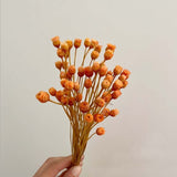 Christmas Gift 100PCS/~ 0.3CM Head,Real Dried Natural Mini Brazilian Pleasure Flower Branch,Miniature Dry Happy Flower Bouquet  For Home Decor