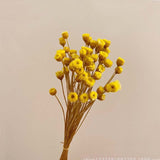 Christmas Gift 100PCS/~ 0.3CM Head,Real Dried Natural Mini Brazilian Pleasure Flower Branch,Miniature Dry Happy Flower Bouquet  For Home Decor