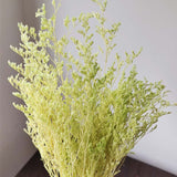 Christmas Gift 70g /35~45CM Natural Fresh Valentine Grass Preserved Flowers,Real Natural Love Grass Forever Plant Dancing Flower For Home Decor