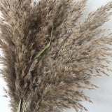 Christmas Gift Length45CM/Flower Ear 15~30CM,8PCS Real Dried Natural Pampas Grass Reed Flowers,Dry Phragmites Small Bulrush Bouquet,Home Decor