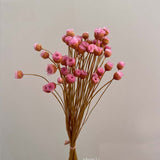 Christmas Gift 100PCS/~ 0.3CM Head,Real Dried Natural Mini Brazilian Pleasure Flower Branch,Miniature Dry Happy Flower Bouquet  For Home Decor