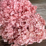 Christmas Gift 20g/lot ,Long Time Lasting Natural Fresh Preserved Flowers Dried Hydrangea Flower Head For IY Real Eternal Life Flowers Material