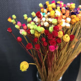 Christmas Gift 100PCS/~ 0.3CM Head,Real Dried Natural Mini Brazilian Pleasure Flower Branch,Miniature Dry Happy Flower Bouquet  For Home Decor