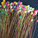 Christmas Gift 100PCS/~ 0.3CM Head,Real Dried Natural Mini Brazilian Pleasure Flower Branch,Miniature Dry Happy Flower Bouquet  For Home Decor