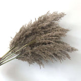 Christmas Gift Length45CM/Flower Ear 15~30CM,8PCS Real Dried Natural Pampas Grass Reed Flowers,Dry Phragmites Small Bulrush Bouquet,Home Decor