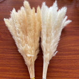 Christmas Gift 30PCS/Flower Ear 10~18CM Dry Mini Bulrush Bouquet,Real Dried Natural Grass Reed Flower,Small Pampas Reeds For Home Decor,wedding