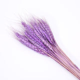 50PCs Natural Dried Wheat Ear Flower Real Flowers Bouquet Ornaments Wedding Decoration for Home Decor DIY Party Christmas Plants