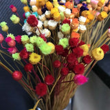 Christmas Gift 100PCS/~ 0.3CM Head,Real Dried Natural Mini Brazilian Pleasure Flower Branch,Miniature Dry Happy Flower Bouquet  For Home Decor