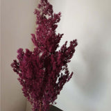 Christmas Gift Length:35-43CM/About 65-70g Natural dried flowers ,Preserved Flowers Penglai Pine,Eternelle Plant Asparagus Myriocladus Bouquet