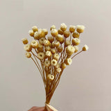 Christmas Gift 100PCS/~ 0.3CM Head,Real Dried Natural Mini Brazilian Pleasure Flower Branch,Miniature Dry Happy Flower Bouquet  For Home Decor