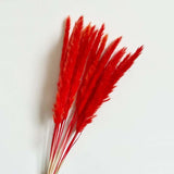 Christmas Gift Flower Ear15~30CM/Toal Length 42-50CM Real Dried Natural Pampas Grass,Reed Flower,Dry Small Bulrush Bouquet ,Home Decor,Wedding