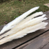 Christmas Gift Flower Ear15~30CM/Toal Length 42-50CM Real Dried Natural Pampas Grass,Reed Flower,Dry Small Bulrush Bouquet ,Home Decor,Wedding