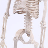 Plastic Lifelike Human Bones Skeleton Horror New Year Halloween Decoration Halloween Christmas Animal Crow Skeleton Decoration