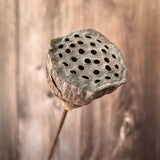 Christmas Gift 3~4CM Head/5PCS,40CM Natural Dried Lotus Seedpod with Artificial Wire Pole,Small Lotus Seed Pod Flower Bouquet For Home Decor