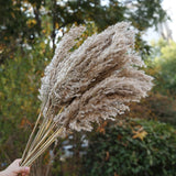 50Pcs Real Wheat Natural Dried Flowers Wedding Party Decoration Craft Scrapbook Diy Home Decoration Wheat Bouquet Photo Props